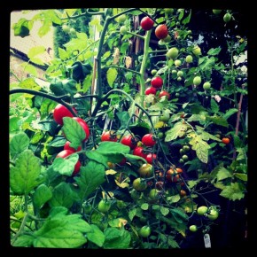 Tomatskörd